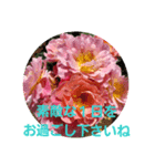 Flower Rose（個別スタンプ：7）