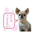 ♡かわいこちゃん♡（個別スタンプ：1）