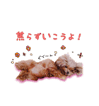 ぷりまのスタンプ（個別スタンプ：5）