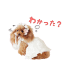 ぷりまのスタンプ（個別スタンプ：6）