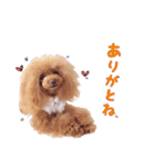 ぷりまのスタンプ（個別スタンプ：8）