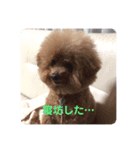 mocoの1日 その3（個別スタンプ：5）