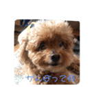 mocoの1日 その3（個別スタンプ：6）