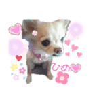 ひめたんinu（個別スタンプ：1）
