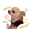 ひめたんinu（個別スタンプ：4）