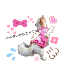ひめたんinu（個別スタンプ：5）