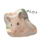 きんぎんすたんぷ（個別スタンプ：2）