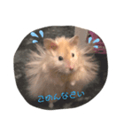 きんぎんすたんぷ（個別スタンプ：3）