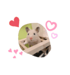 きんぎんすたんぷ（個別スタンプ：5）