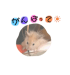 きんぎんすたんぷ（個別スタンプ：7）