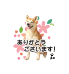 まめちゃん第1弾（個別スタンプ：4）