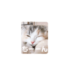 こむぎさん ゆるりスタンプ（個別スタンプ：1）