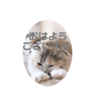 こむぎさん ゆるりスタンプ（個別スタンプ：6）
