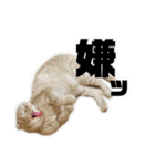 まるおくんスタンプ3（個別スタンプ：4）