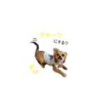ぱおくん(チワワ)（個別スタンプ：2）