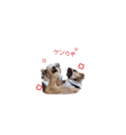 ぱおくん(チワワ)（個別スタンプ：5）