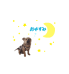 ぱおくん(チワワ)（個別スタンプ：7）