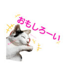 ねこたち。②（個別スタンプ：1）