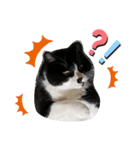 ねこたち。②（個別スタンプ：2）