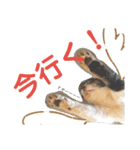ねこたち。②（個別スタンプ：4）