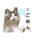 ねこたち。②（個別スタンプ：5）