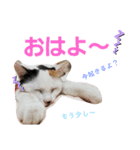 ねこたち。②（個別スタンプ：6）