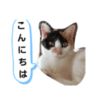 ねこたち。②（個別スタンプ：7）