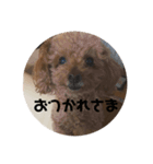mocoの1日 その4（個別スタンプ：5）