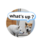 slang  akita dog（個別スタンプ：1）