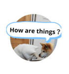 slang  akita dog（個別スタンプ：3）