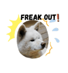 slang  akita dog（個別スタンプ：5）