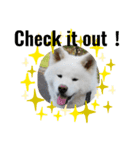 slang  akita dog（個別スタンプ：6）