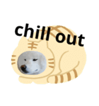 slang  akita dog（個別スタンプ：7）