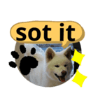 slang  akita dog（個別スタンプ：8）