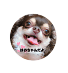 かわいいはおちゃんスタンプ（個別スタンプ：1）