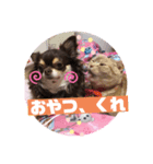 かわいいはおちゃんスタンプ（個別スタンプ：8）