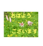 こころ休まる花と風景(8)（個別スタンプ：3）