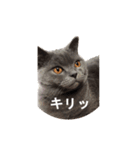 おれ、藍丸（個別スタンプ：1）
