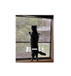おれ、藍丸（個別スタンプ：3）