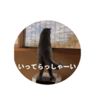 おれ、藍丸（個別スタンプ：4）