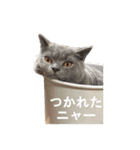 おれ、藍丸（個別スタンプ：5）