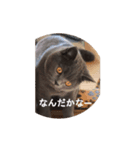 おれ、藍丸（個別スタンプ：6）