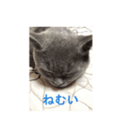おれ、藍丸（個別スタンプ：7）