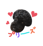 黒プーの豆太くん 4（個別スタンプ：1）