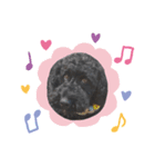 黒プーの豆太くん 4（個別スタンプ：6）