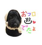 黒プーの豆太くん 4（個別スタンプ：7）