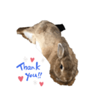 可愛いうさぴょん（個別スタンプ：1）