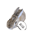 可愛いうさぴょん（個別スタンプ：4）
