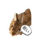 可愛いうさぴょん（個別スタンプ：5）
