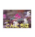 こころ休まる花と風景(9)（個別スタンプ：1）